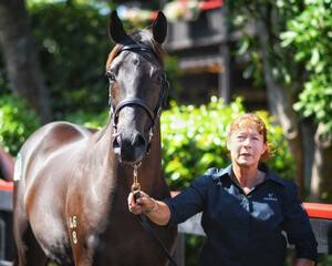 Top Lot 155, a $900,000 purchase by Garry Carvell from Westbury Stud. 